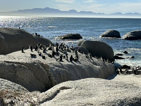 Boulder Beach Cape Town South Africa