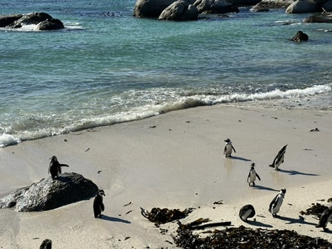 Boulder Beach Penguins