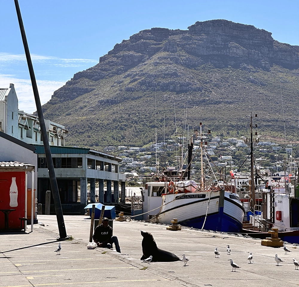 Seal Island in Cape Town South Africa