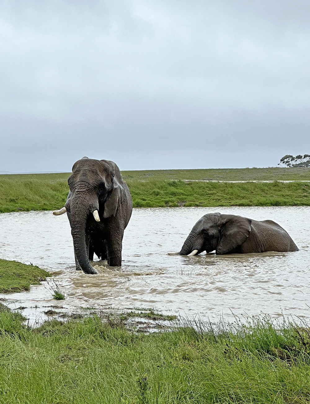Elephants on an African Safari
