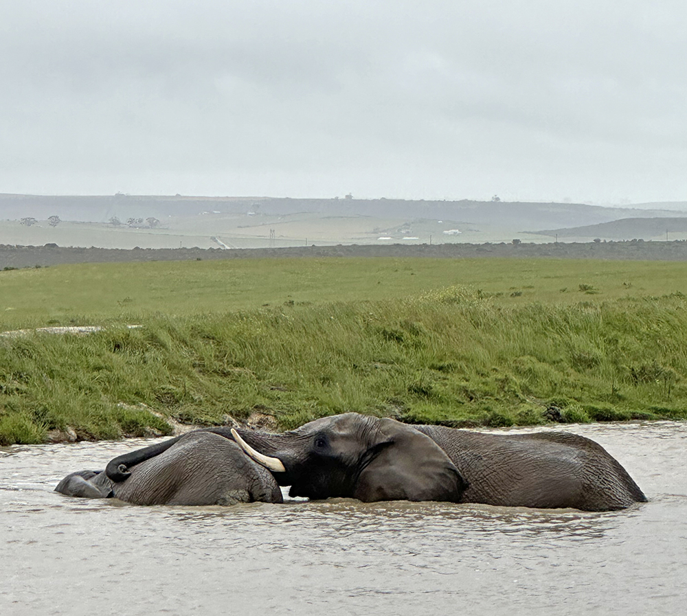 Elephants on an African Safari