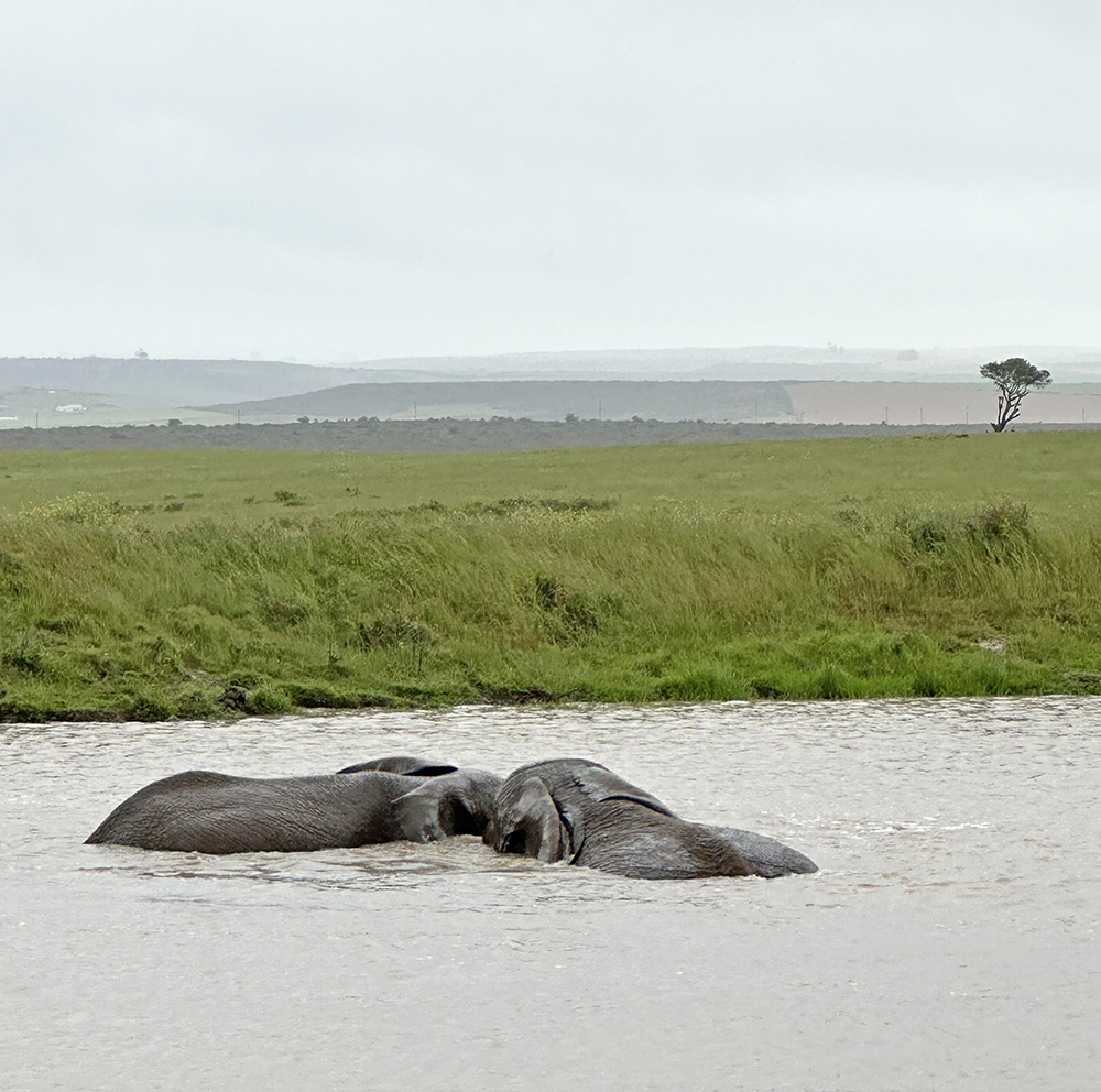 Elephants on an African Safari