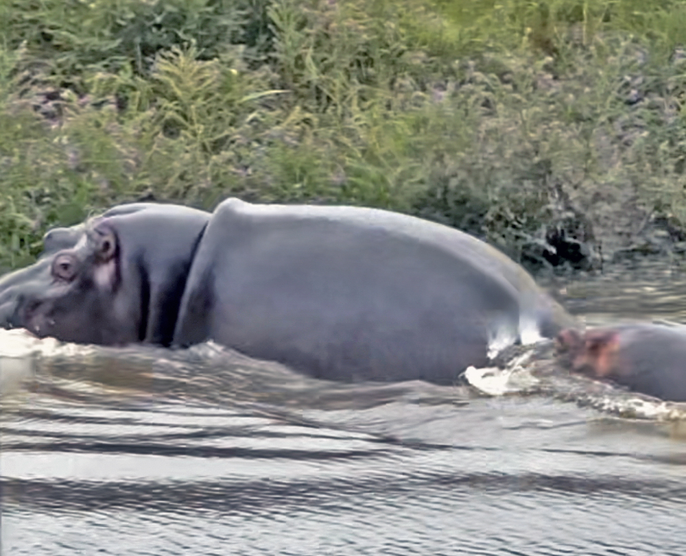 Hippo on safari