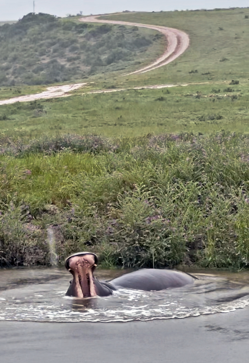 Hippo on safari