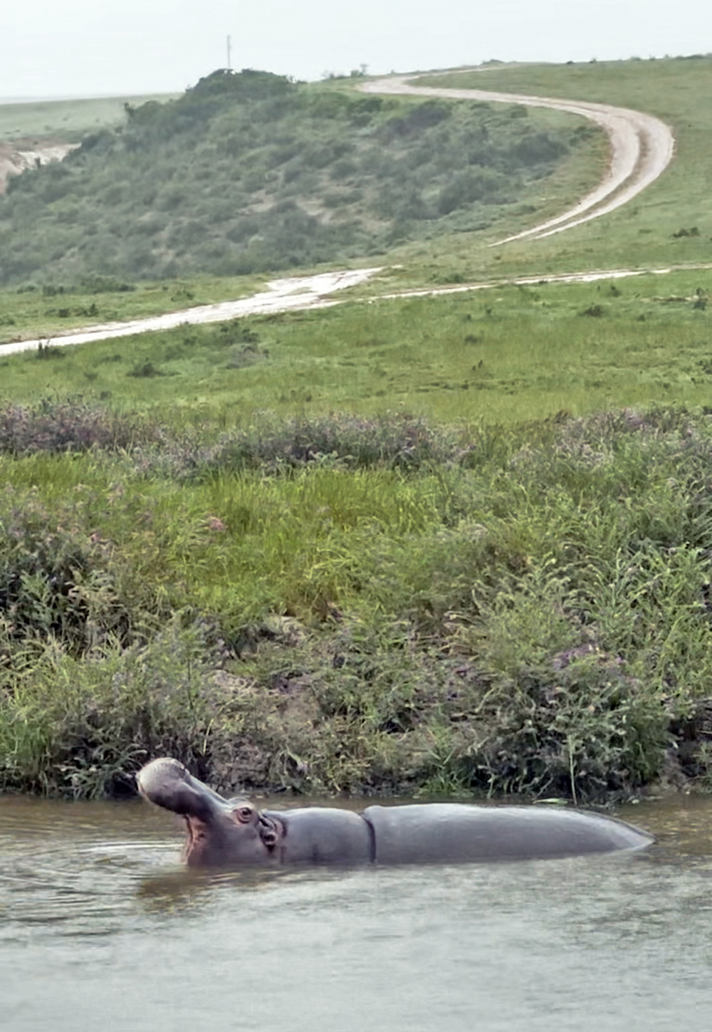 Hippo on safari