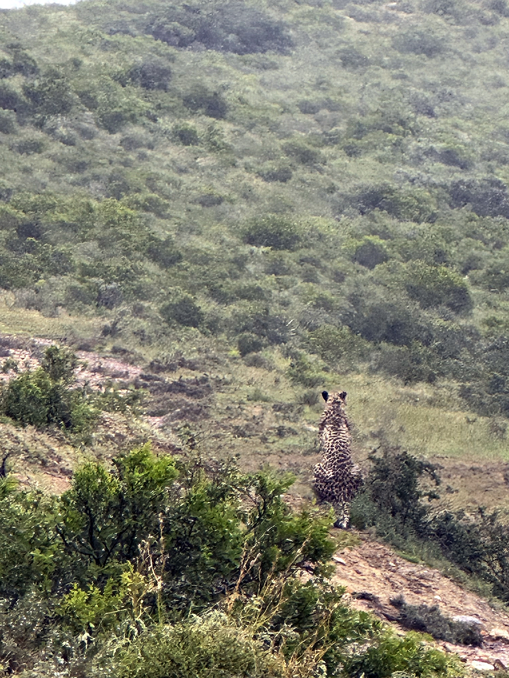 Cheetah on safari