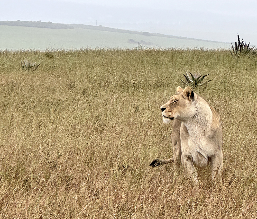 Pride of lions South Africa 