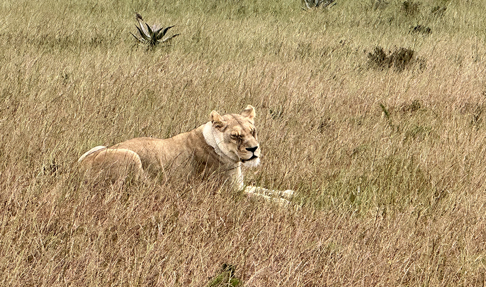 Pride of lions South Africa 