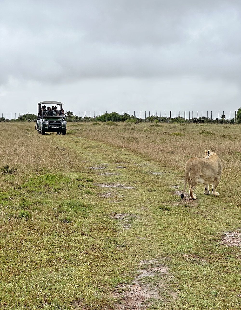 Pride of lions South Africa 