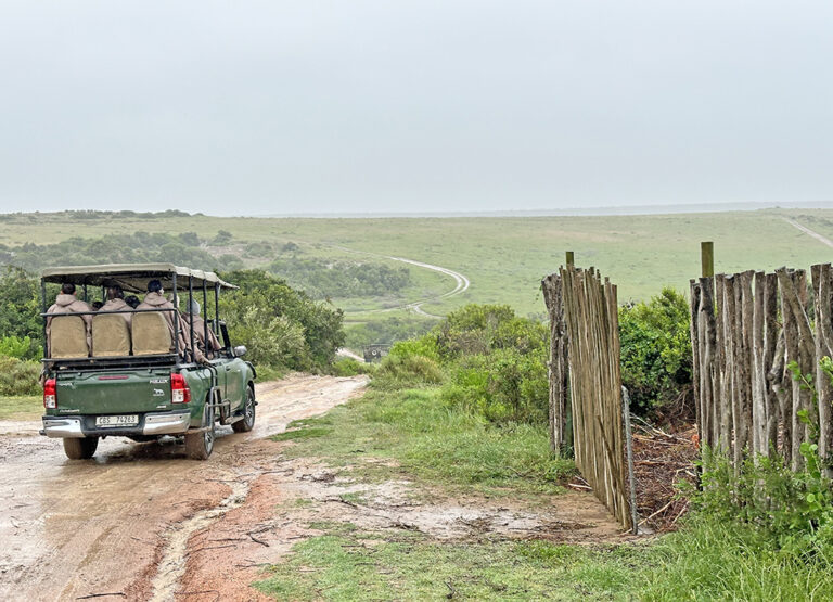 Is a south african safari worth it