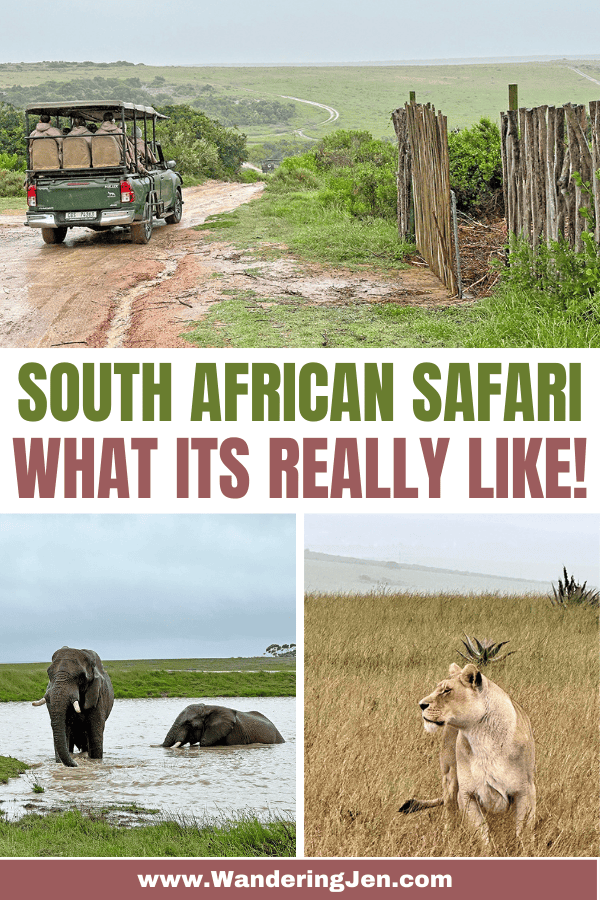 Planning a South African Safari? Here's exactly what to expect! What to wear, how to prepare and what animals you'll see. 
 tips for an African safari| what to know before going on a safari| safari tips for Africa| what to do on a safari| what not to do on an African safari| first-time safari tips| how to prepare for an African safari | what to know before traveling to Africa