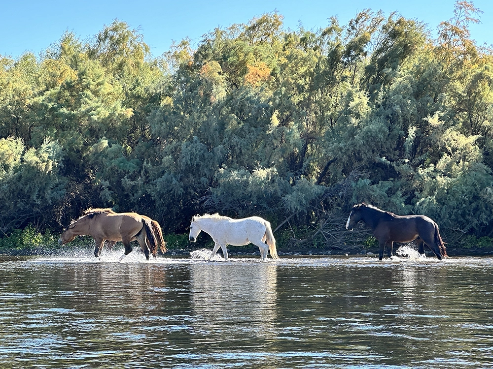 Wild horses at the Salt River