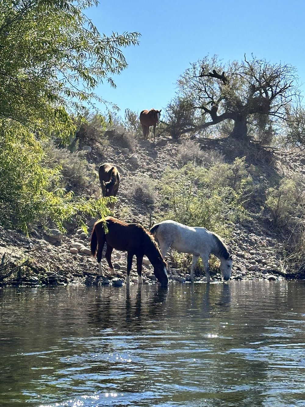 Horses of the Salt river