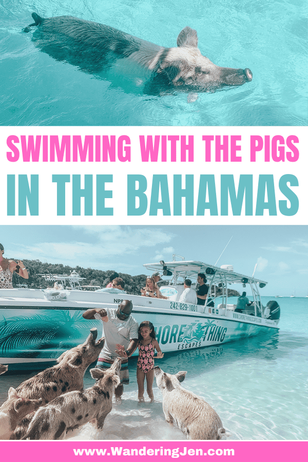 swimming with the pigs in the bahamas. where to swim with pigs. Visiting Exuma and Nassau excursions.