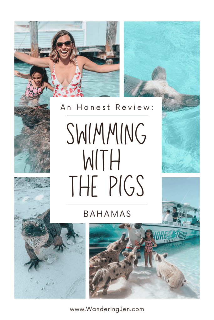 swimming with the pigs in the bahamas. where to swim with pigs. Visiting Exuma and Nassau excursions. 