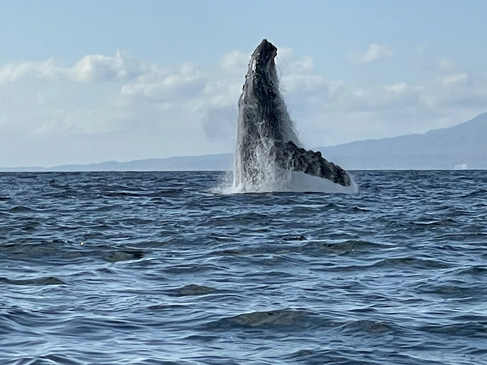 Whale-watching excursion in Mexico 