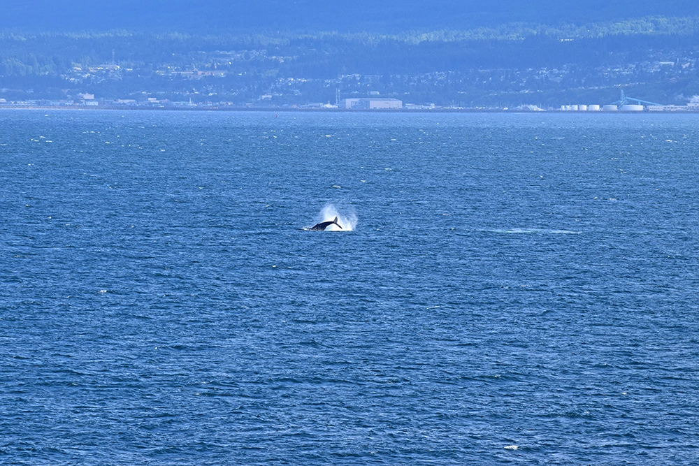 whale on an Alaskan cruise