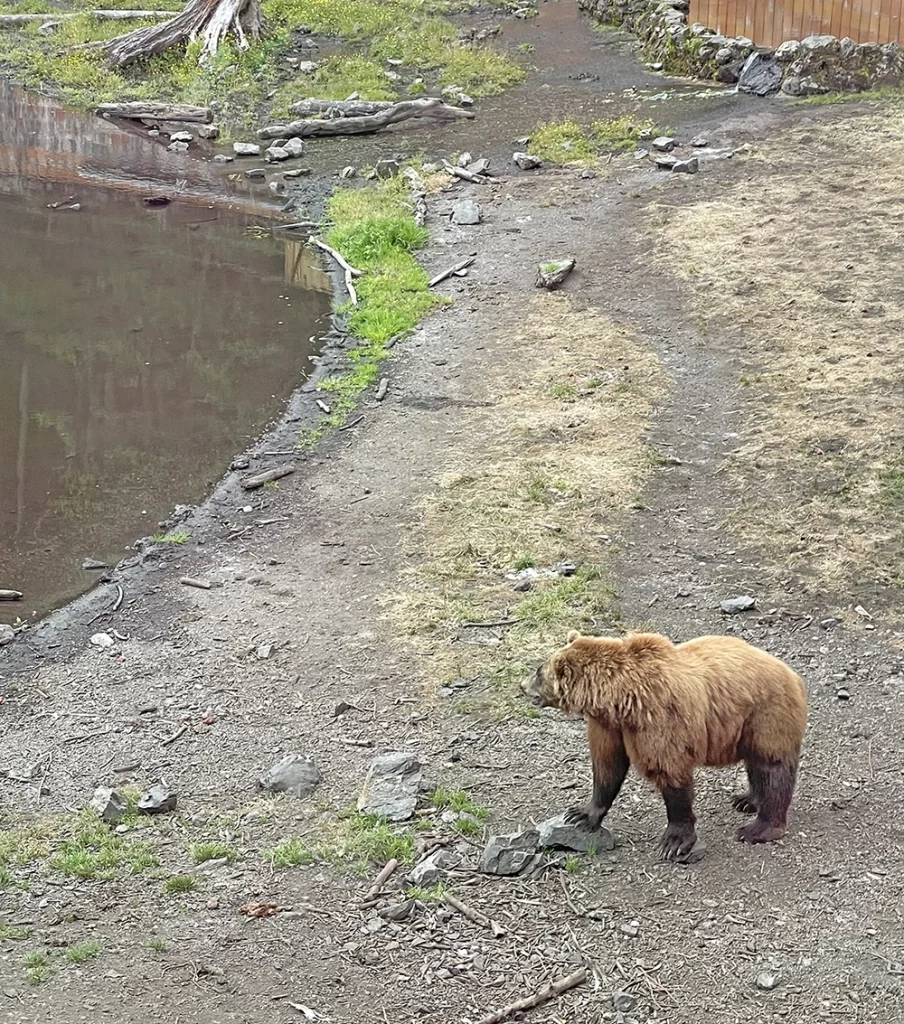 Fortress of the Bear. Sitka, what to do in Sitka