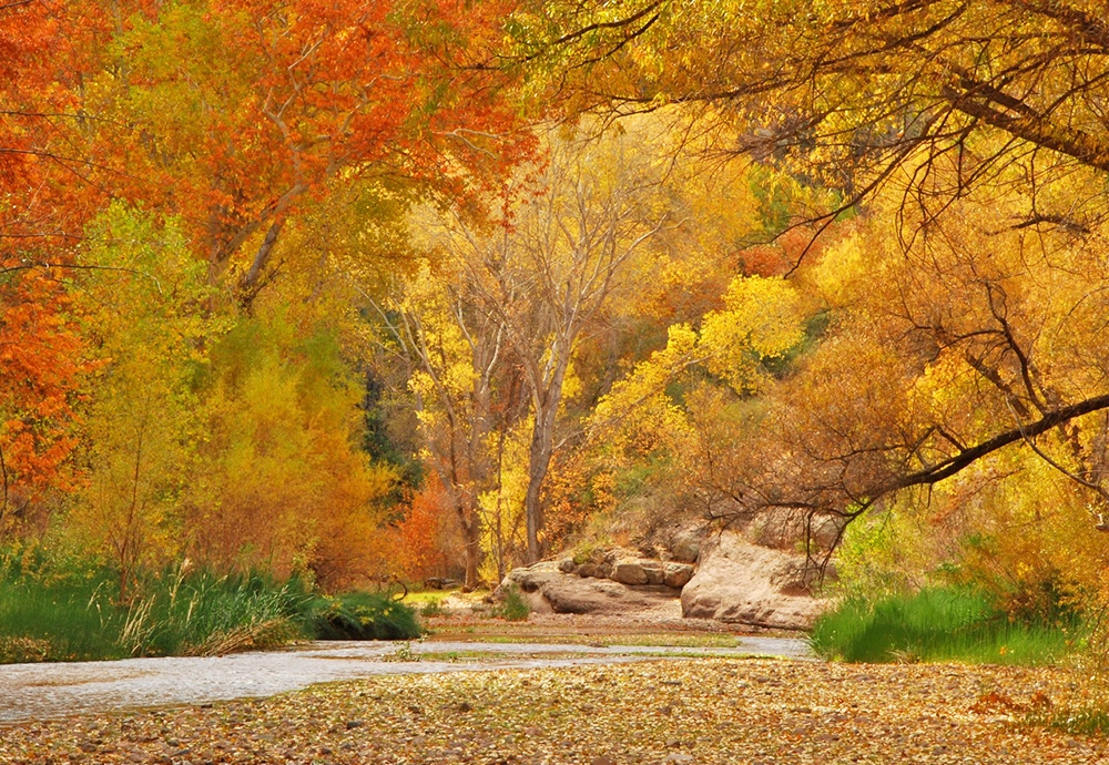 Where to see fall colors in Arizona