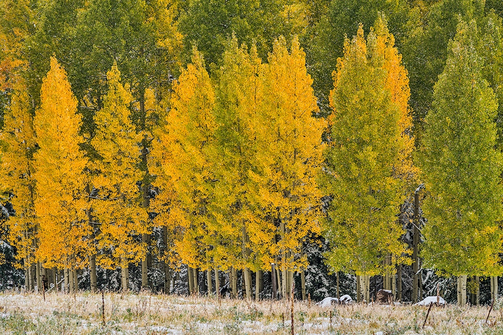 Aspen Trail loop, fall colors in arizona