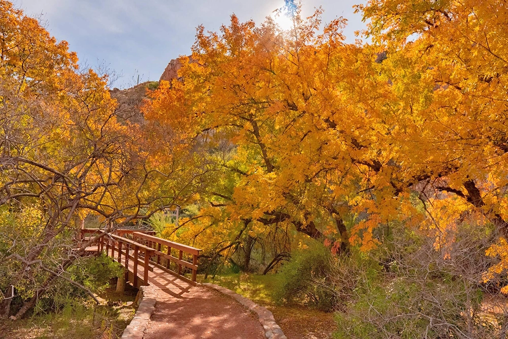 Boyce Thompson Arboretum 