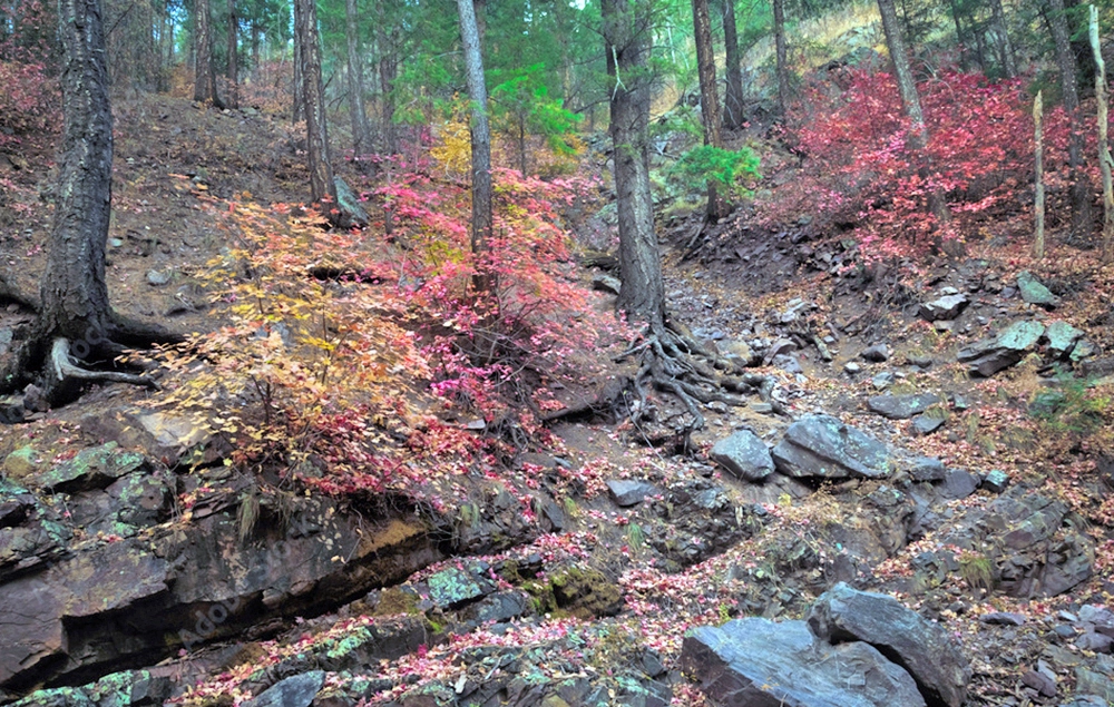 Christopher Creek Loop Fall Foliage