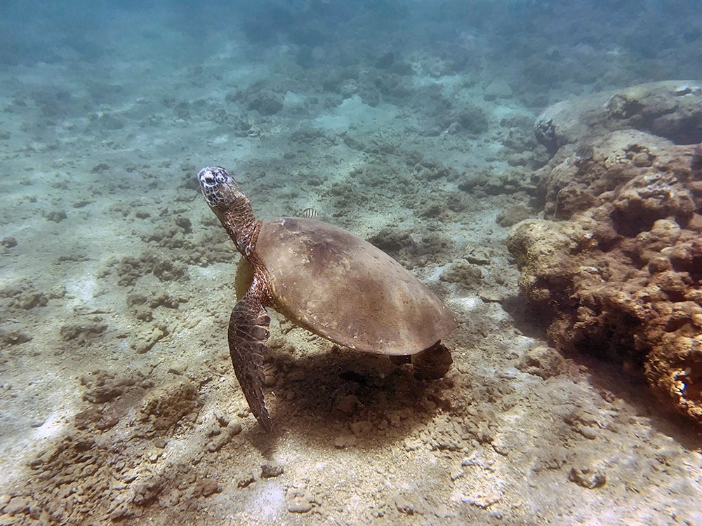 Best Places to Snorkel in Kauai