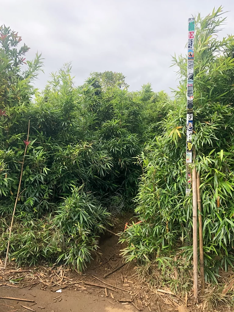 This is the entrance to Na’ili’ili Haele waterfall. Don't blink or you'll miss it! Park on the side of the road and go through the opening near this pole.