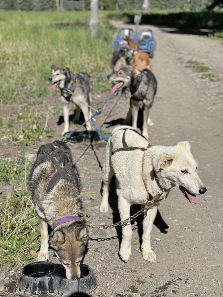 Dog sledding in Pagos Springs