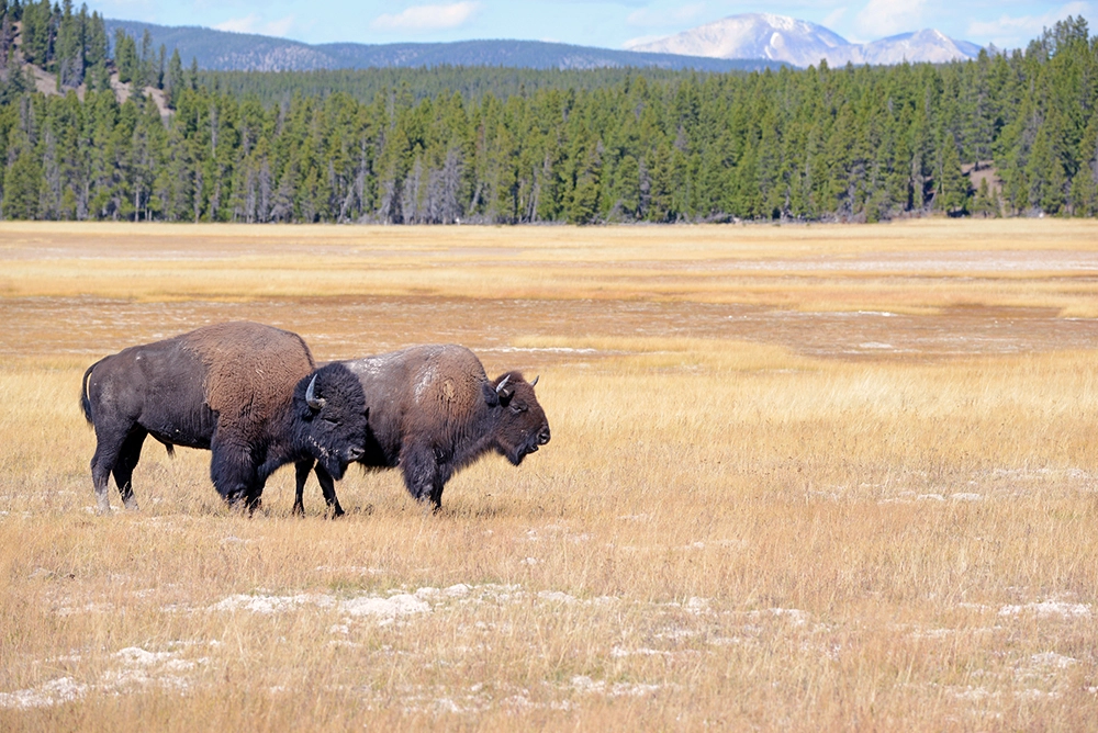 Yellowstone national park