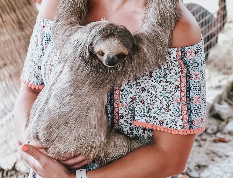 Hold a sloth