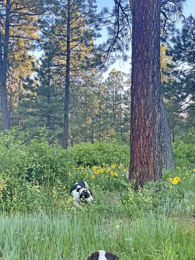 Van life in Pagosa Springs