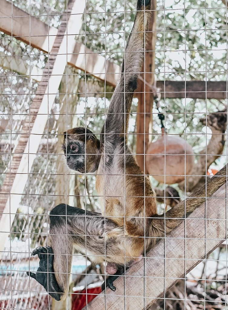 Roatan, Honduras. Hold a sloth.